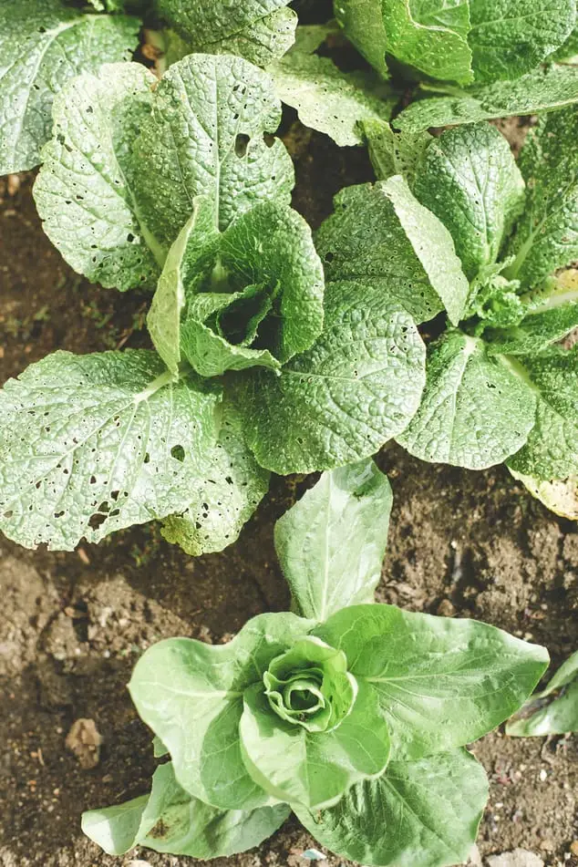 farming03 free img