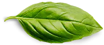 hoja de albhaca brimache alimentos