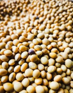 Detailed view of soybeans showcasing texture and abundance in a harvest setting.