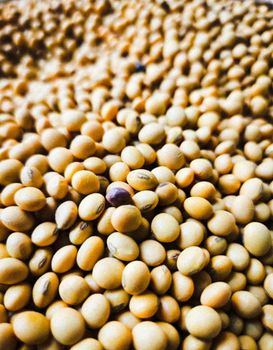 ¿Conocías la proteína de soja? Un alimento completo para potenciar tu nutrición. Una imagen de proteína de soja texturizada de brimache alimentos