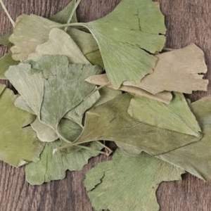 ginkgo biloba